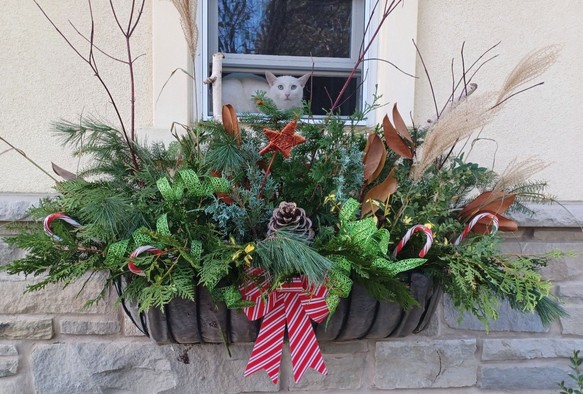 A large window planter, 3 feet wide, outside our front hallway window is decorated for Christmas.  A large striped bow is on the middle front and various evergreen and dogwood branches are arranged to fill the basket.   Casper the all white cat is in the window supervising the work.