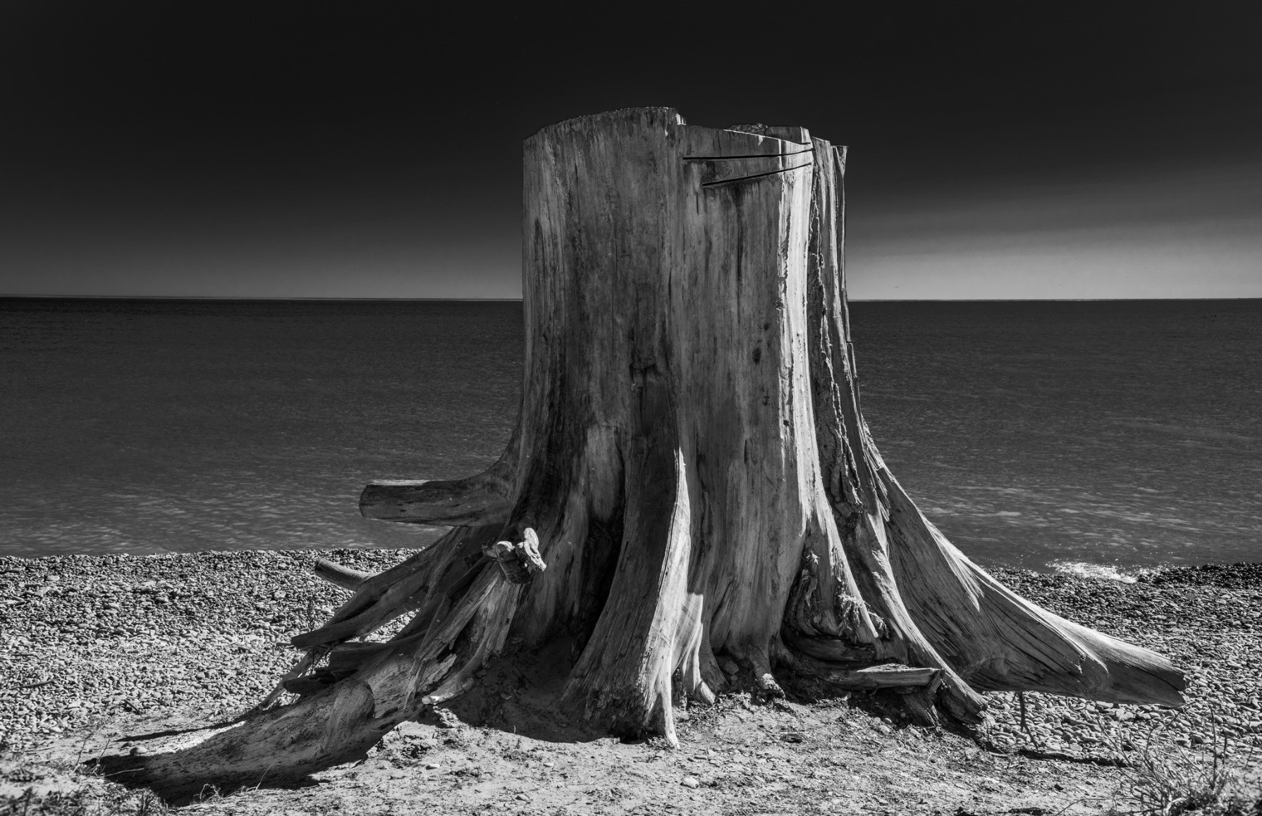 Black and white photograph of a large tree stump, against a dark sky. Black and white photograph of a large tree stump, against a dark sky.